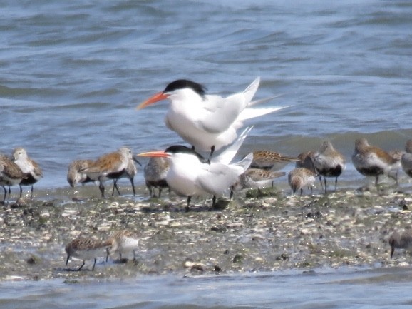 Elegant Tern - George Chrisman