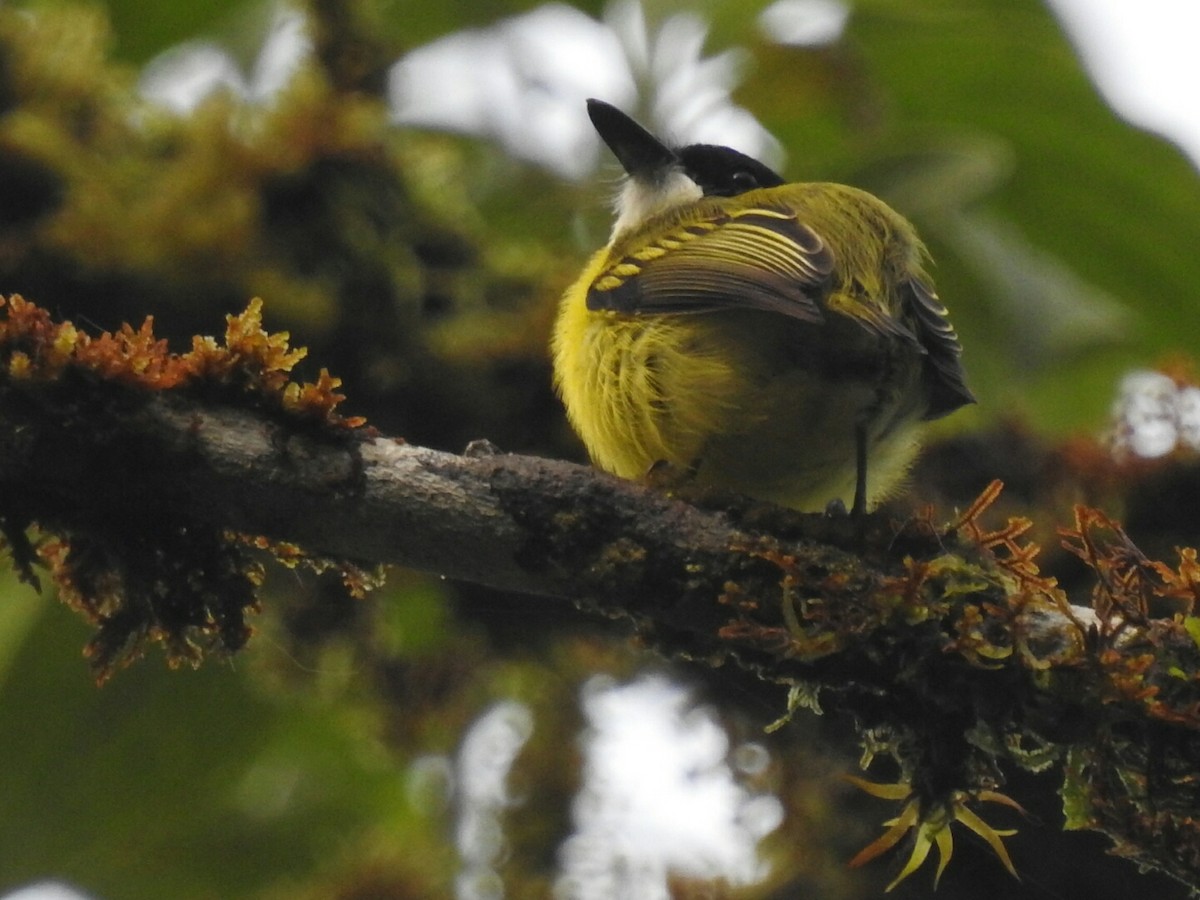 Black-headed Tody-Flycatcher - ML152276421