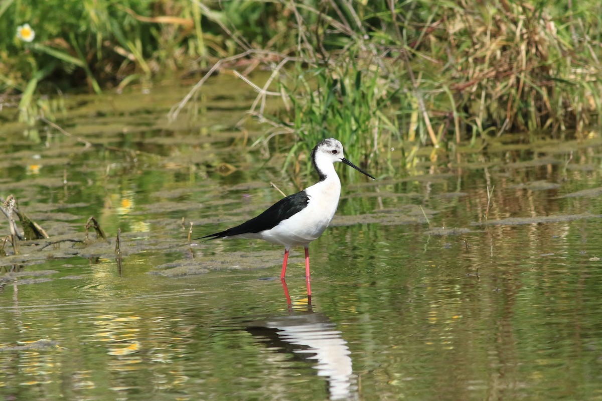 Black-winged Stilt - ML152276931