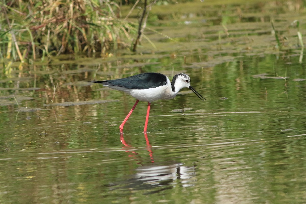 Black-winged Stilt - ML152276941