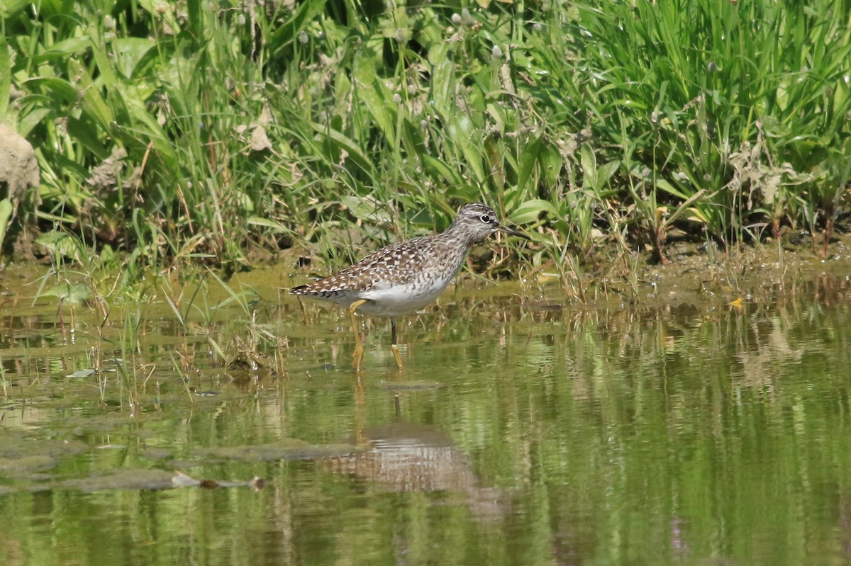 Wood Sandpiper - ML152277001