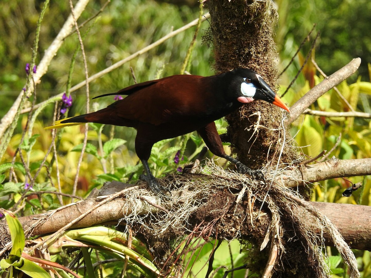 Montezuma Oropendola - ML152277791