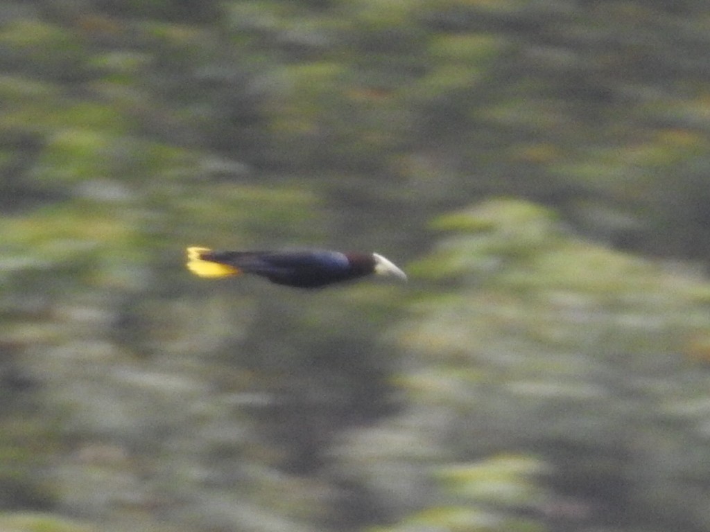 Chestnut-headed Oropendola - ML152277901