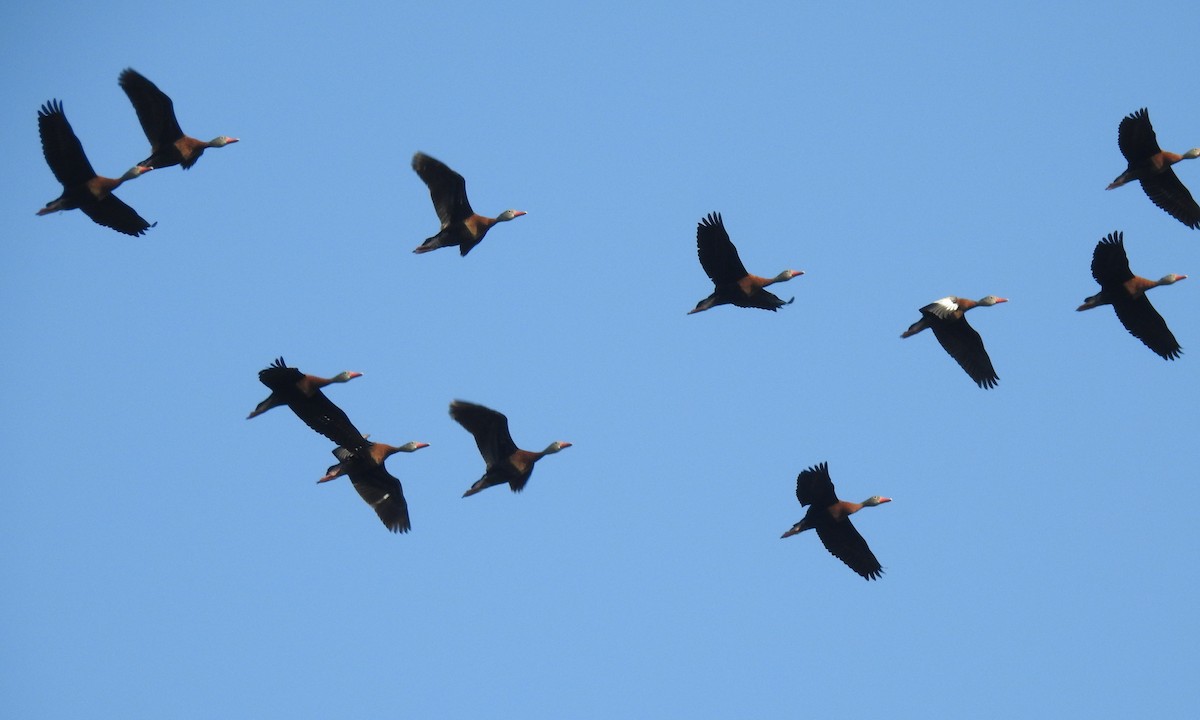 Black-bellied Whistling-Duck (fulgens) - ML152278681