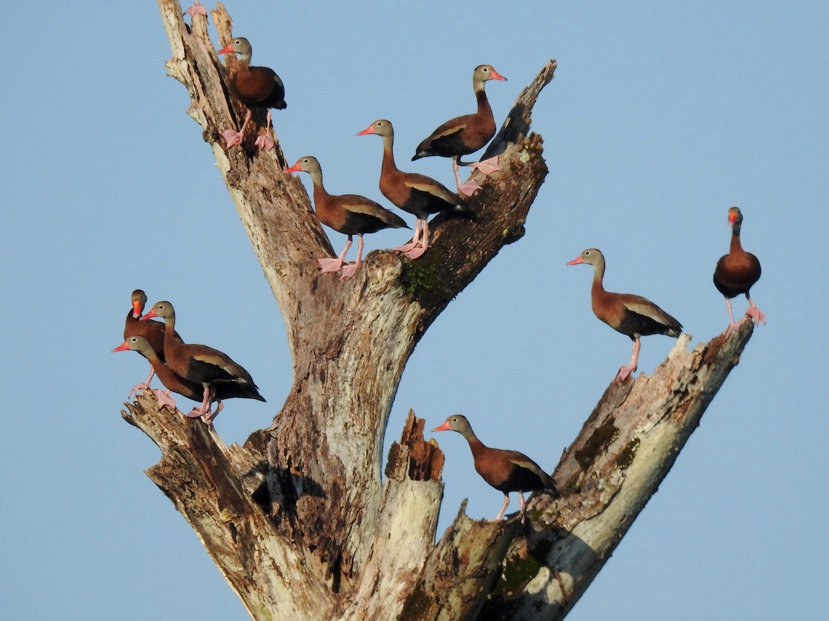 Black-bellied Whistling-Duck (fulgens) - ML152278701