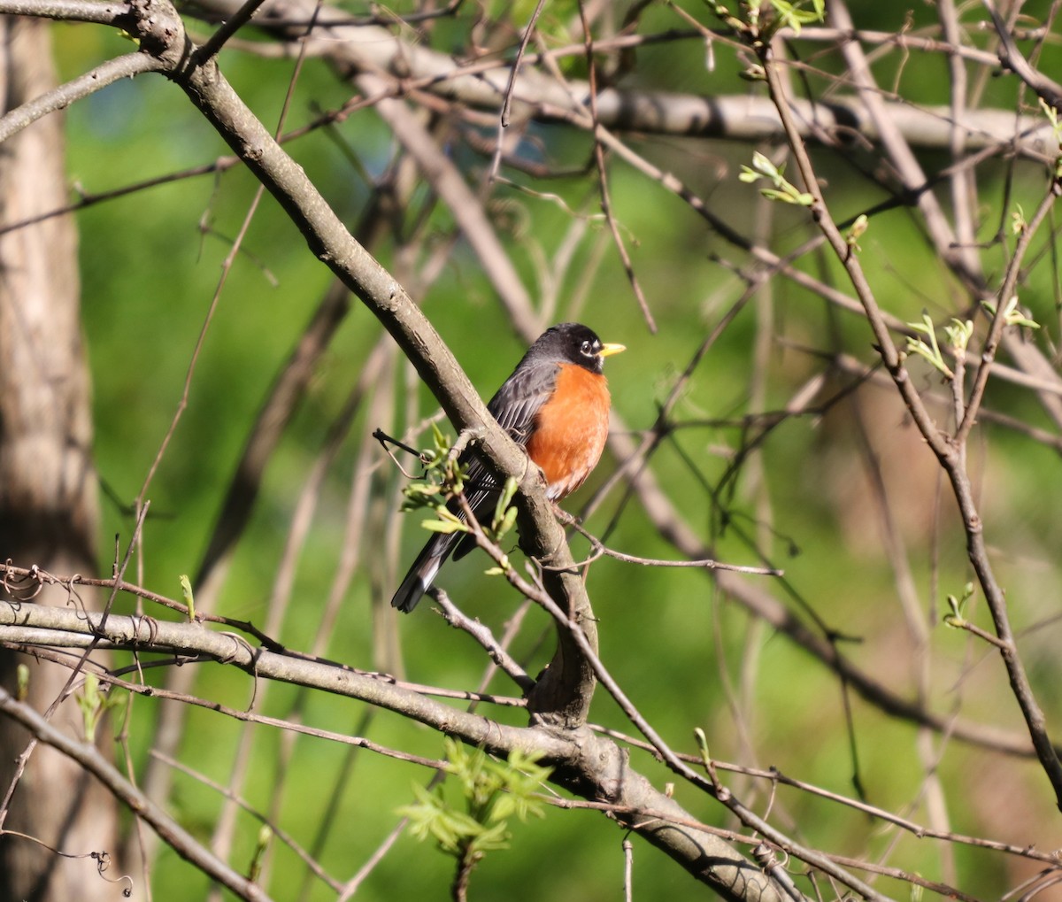 American Robin - ML152278961
