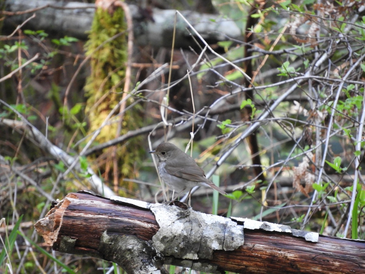 Hermit Thrush - ML152279101