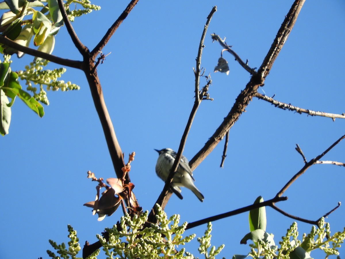 Black-throated Gray Warbler - ML152279231