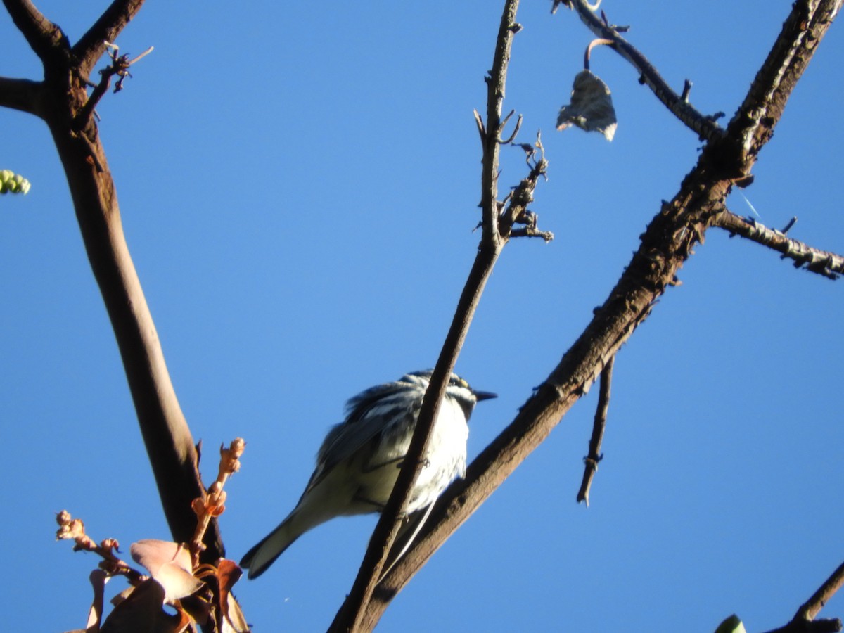 Black-throated Gray Warbler - ML152279241