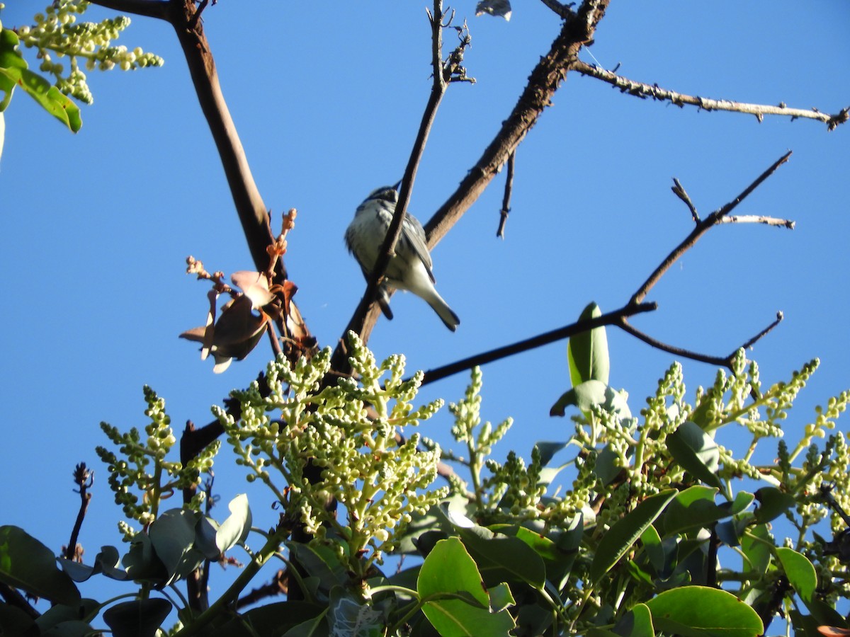 Black-throated Gray Warbler - ML152279251