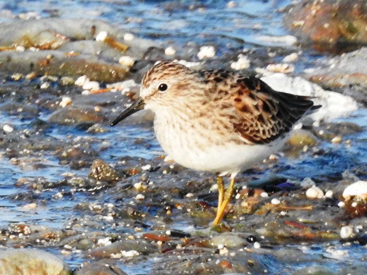 Least Sandpiper - ML152279631