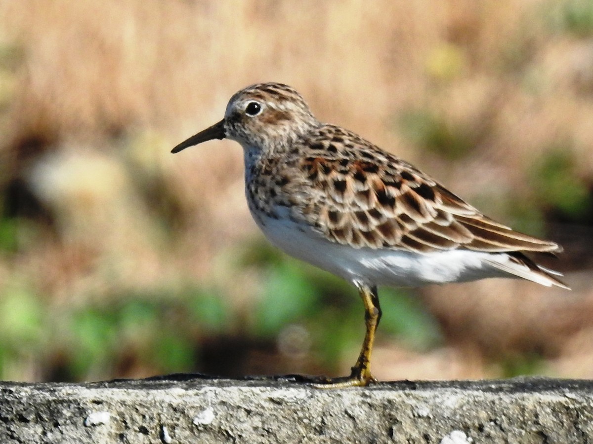 Least Sandpiper - ML152279641