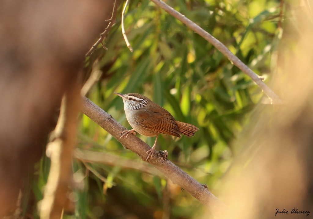 Sinaloa Wren - ML152280001