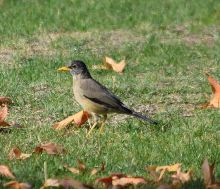 Austral Thrush - Felipe Undurraga