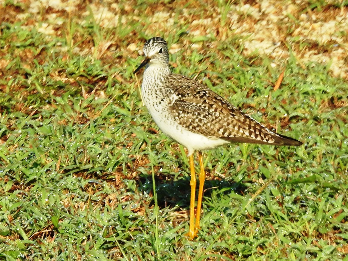 Lesser Yellowlegs - Jan Meerman