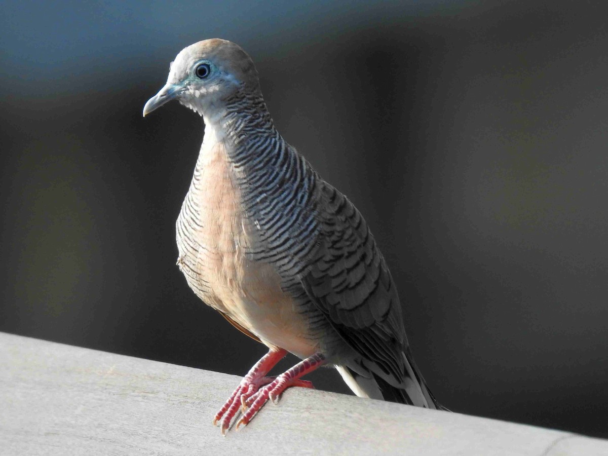 Zebra Dove - ML152280641