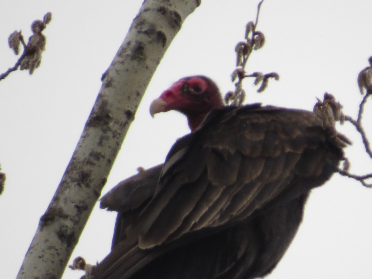 Turkey Vulture - ML152280661