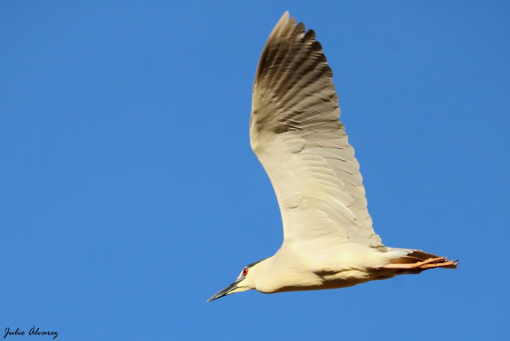 Black-crowned Night Heron - ML152280671