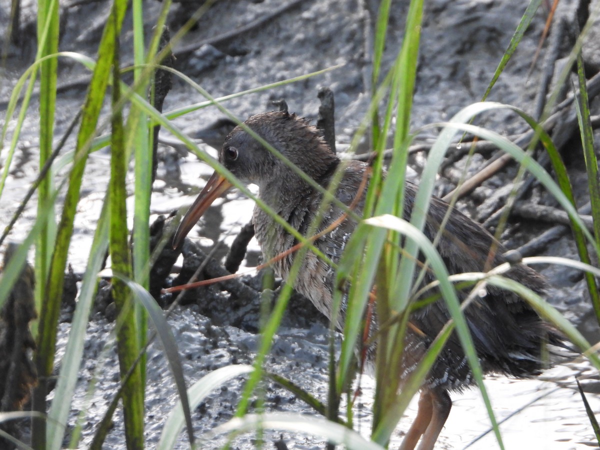 Clapper Rail - ML152280731