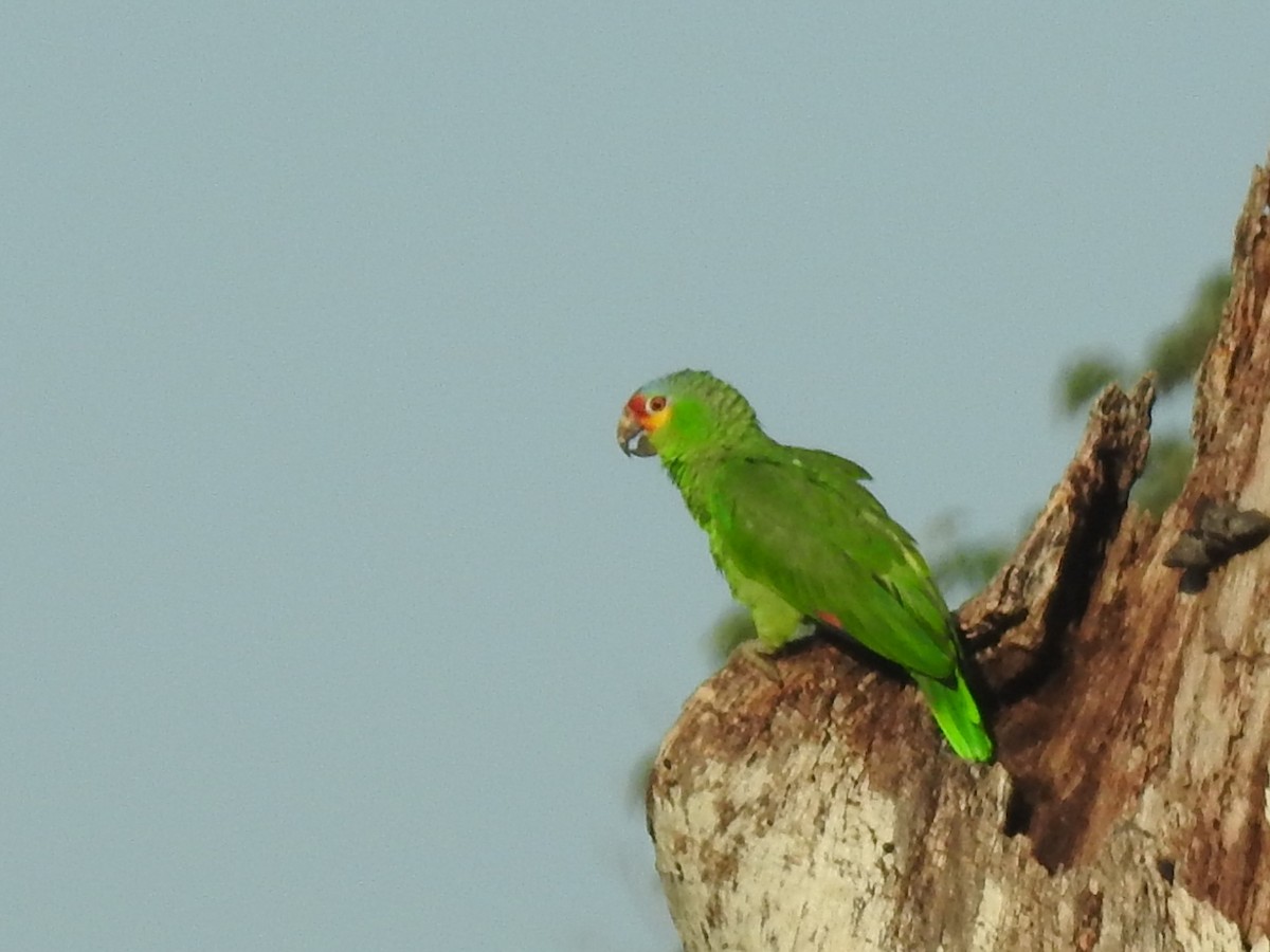 Red-lored Parrot (Red-lored) - ML152280951