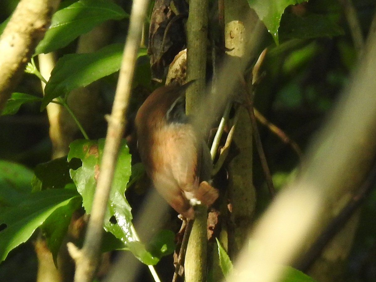 White-breasted Wood-Wren - ML152281451