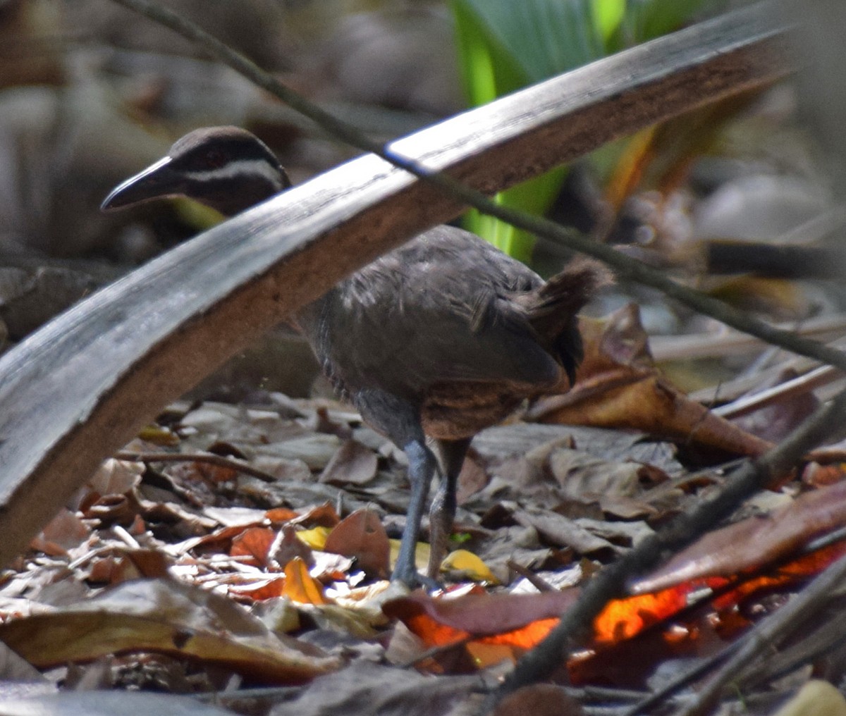 Barred Rail - ML152282251