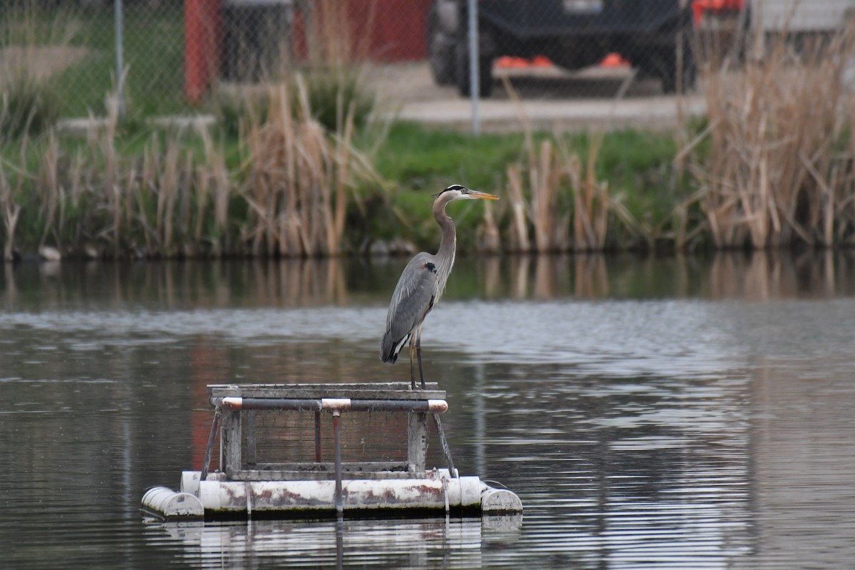 Great Blue Heron (Great Blue) - ML152282581