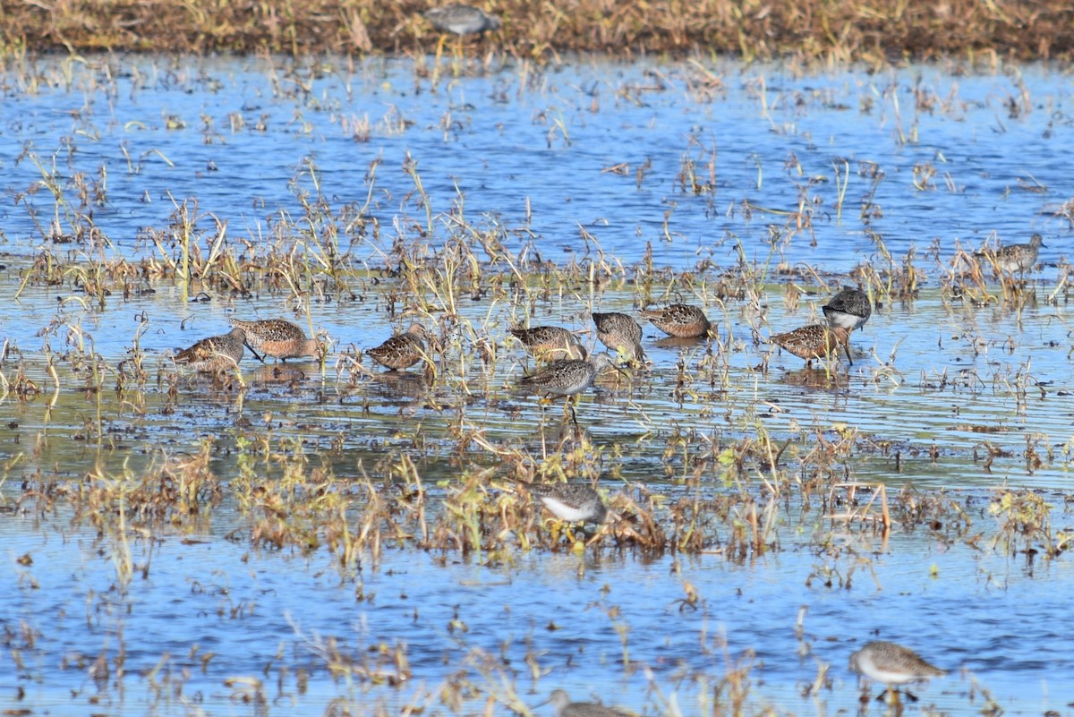 Long-billed Dowitcher - ML152283021