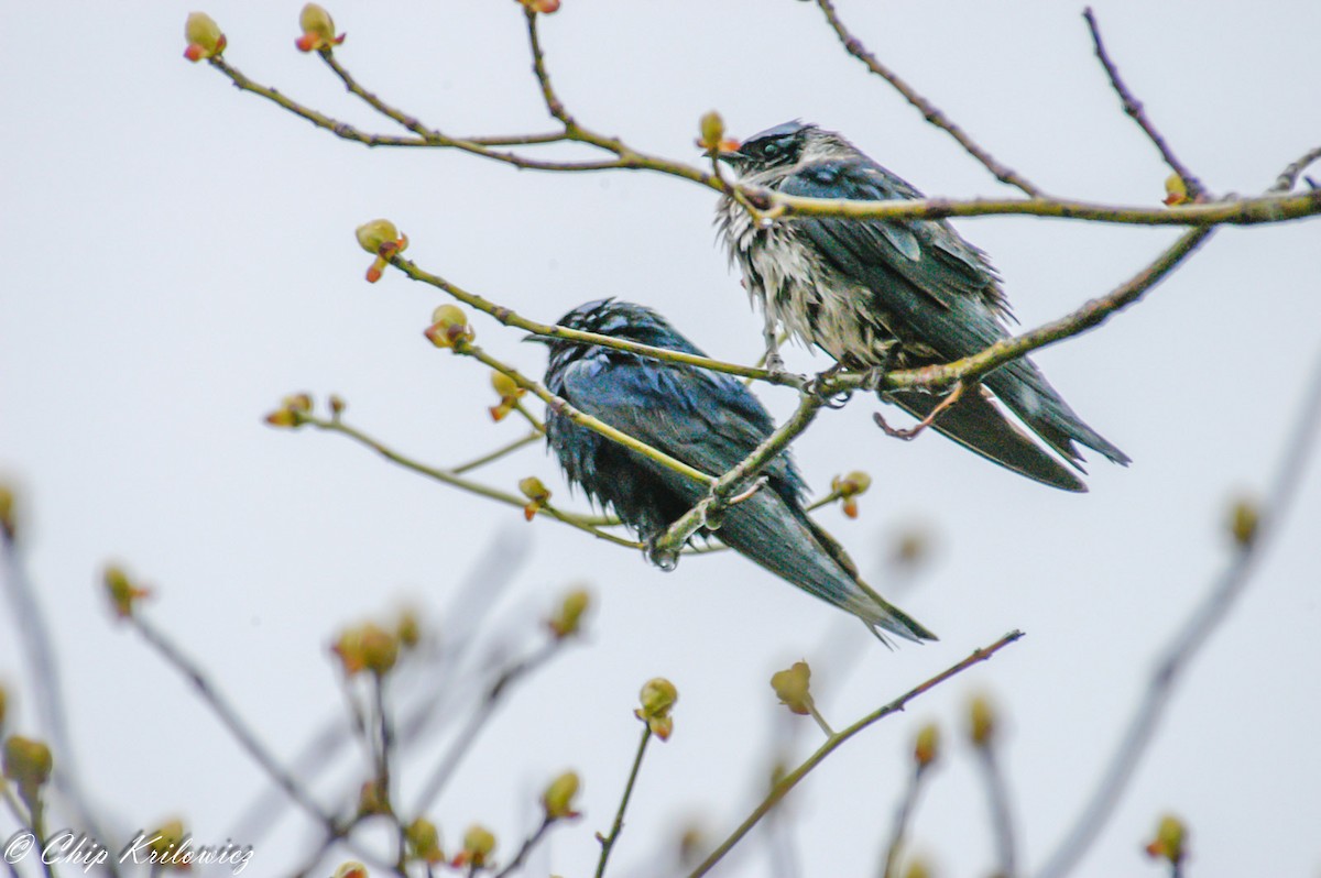 Purple Martin - Chip Krilowicz