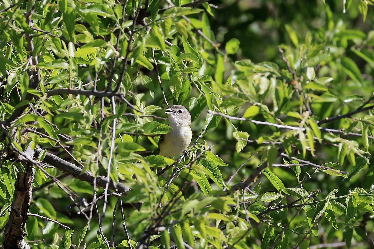 Bell's Vireo - Lawrence Haller