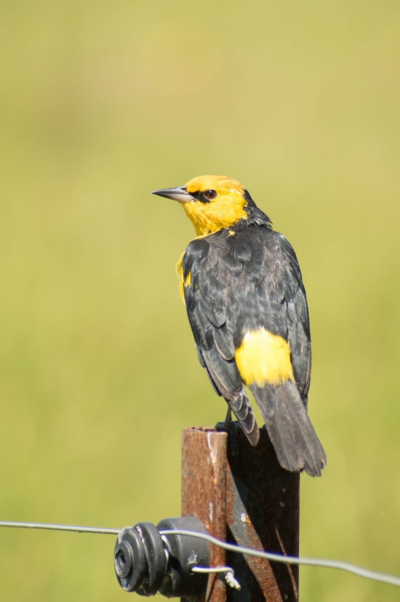 Saffron-cowled Blackbird - ML152285661