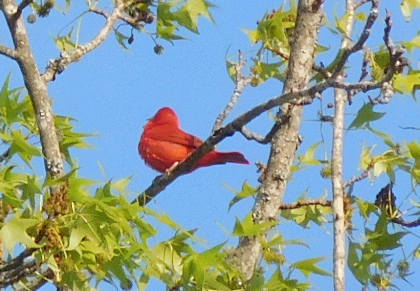 Summer Tanager - ML152287361