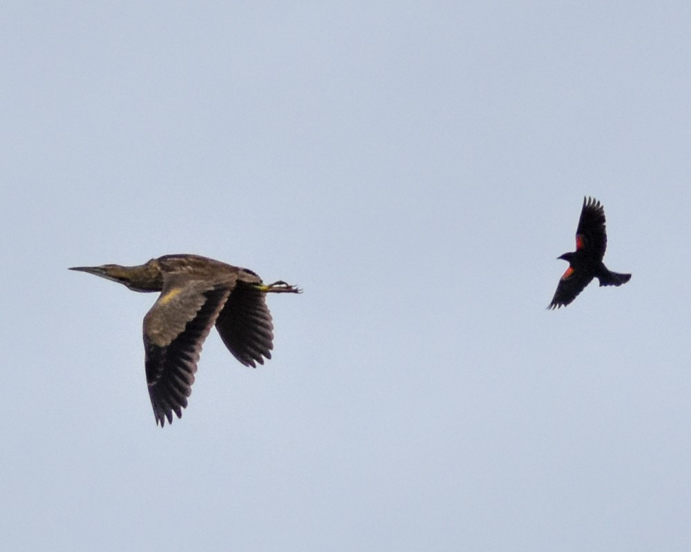 American Bittern - josh Ketry
