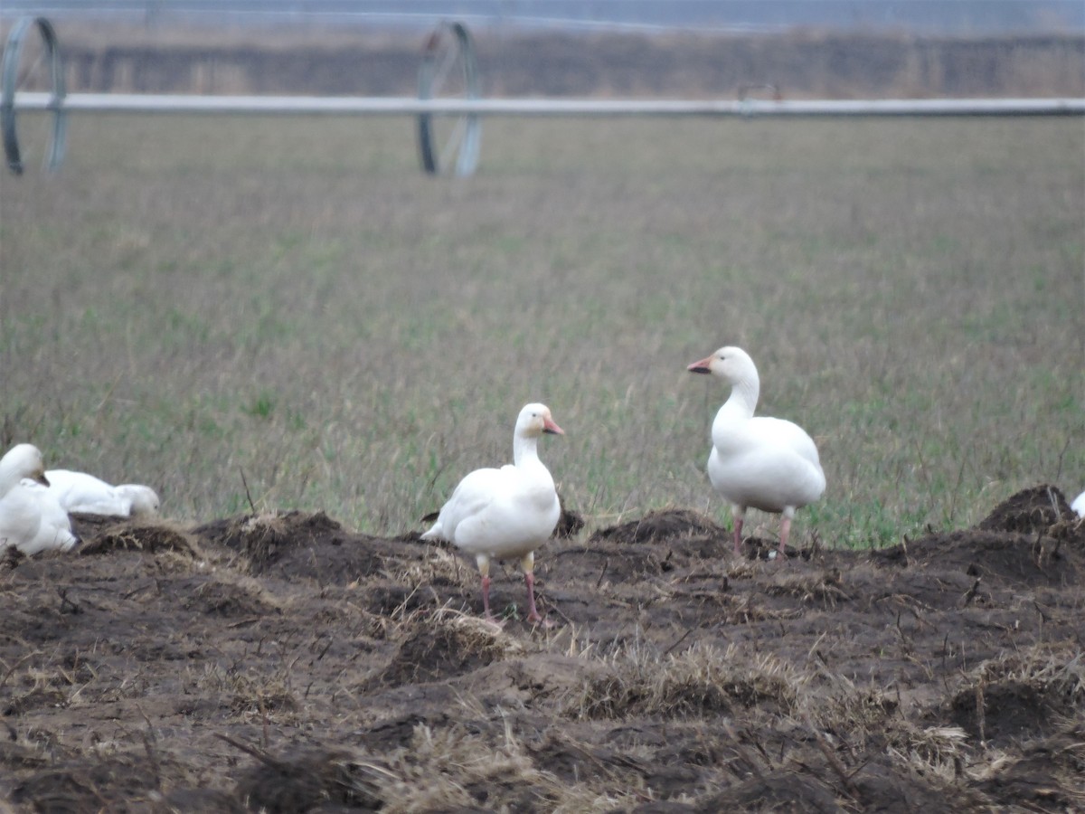 Цасны галуу - ML152287781