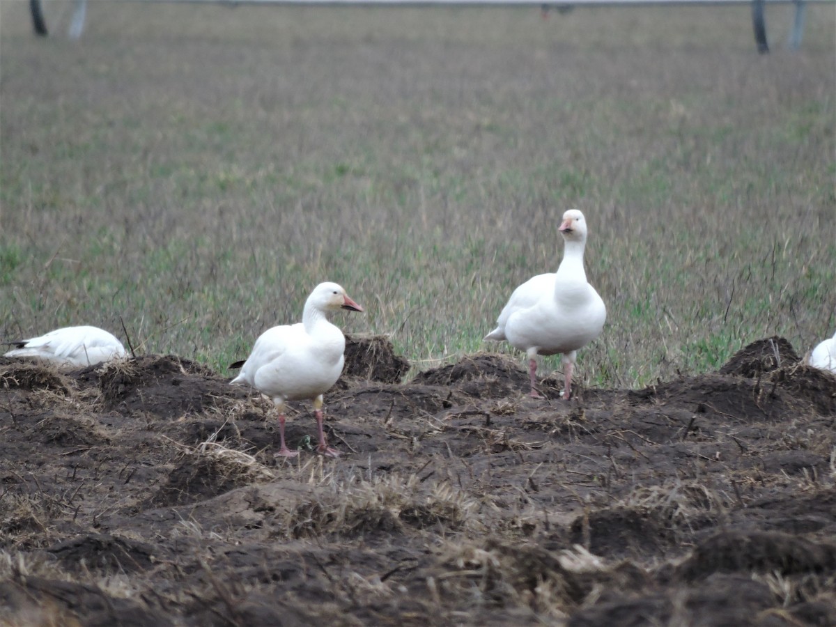 Цасны галуу - ML152287791