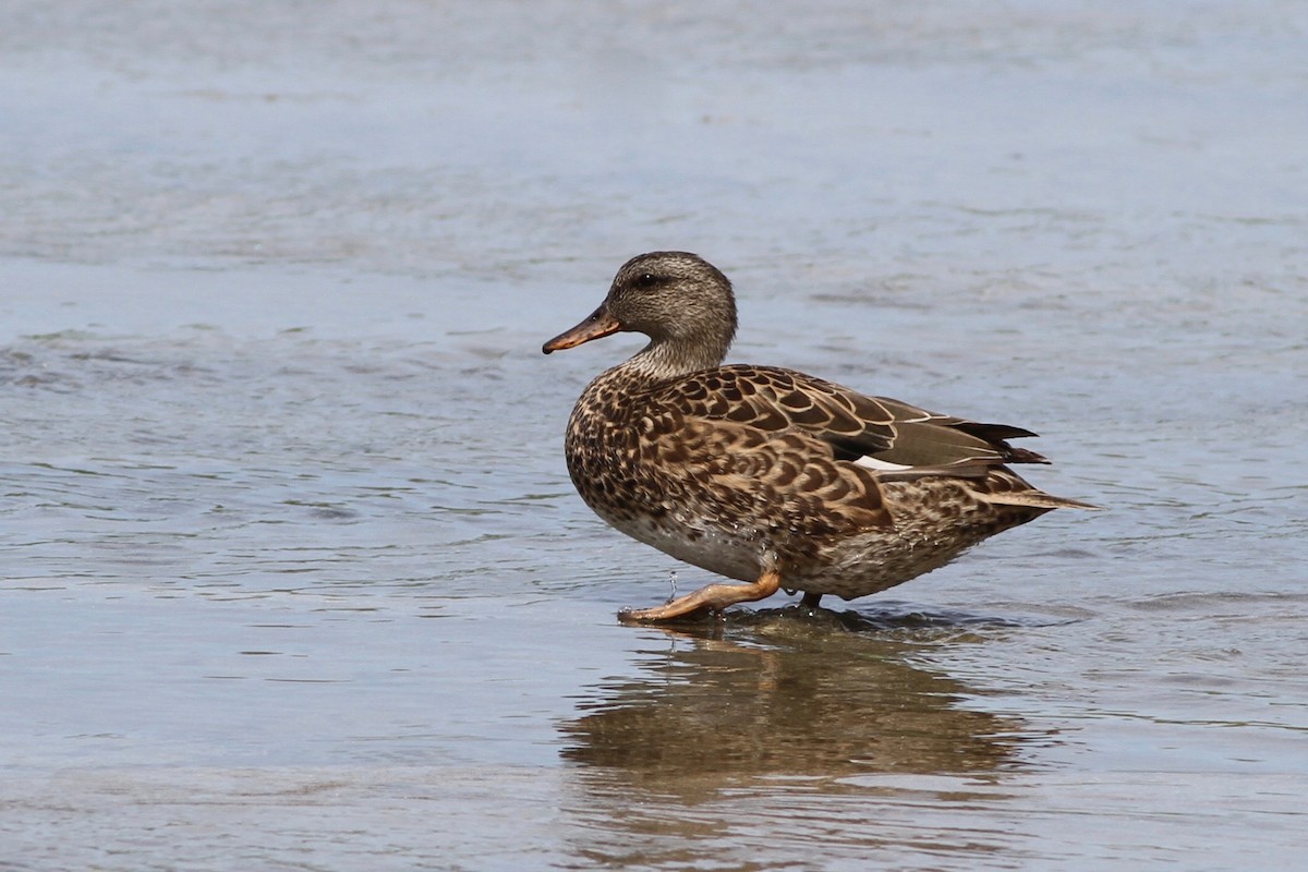 Canard chipeau - ML152288021