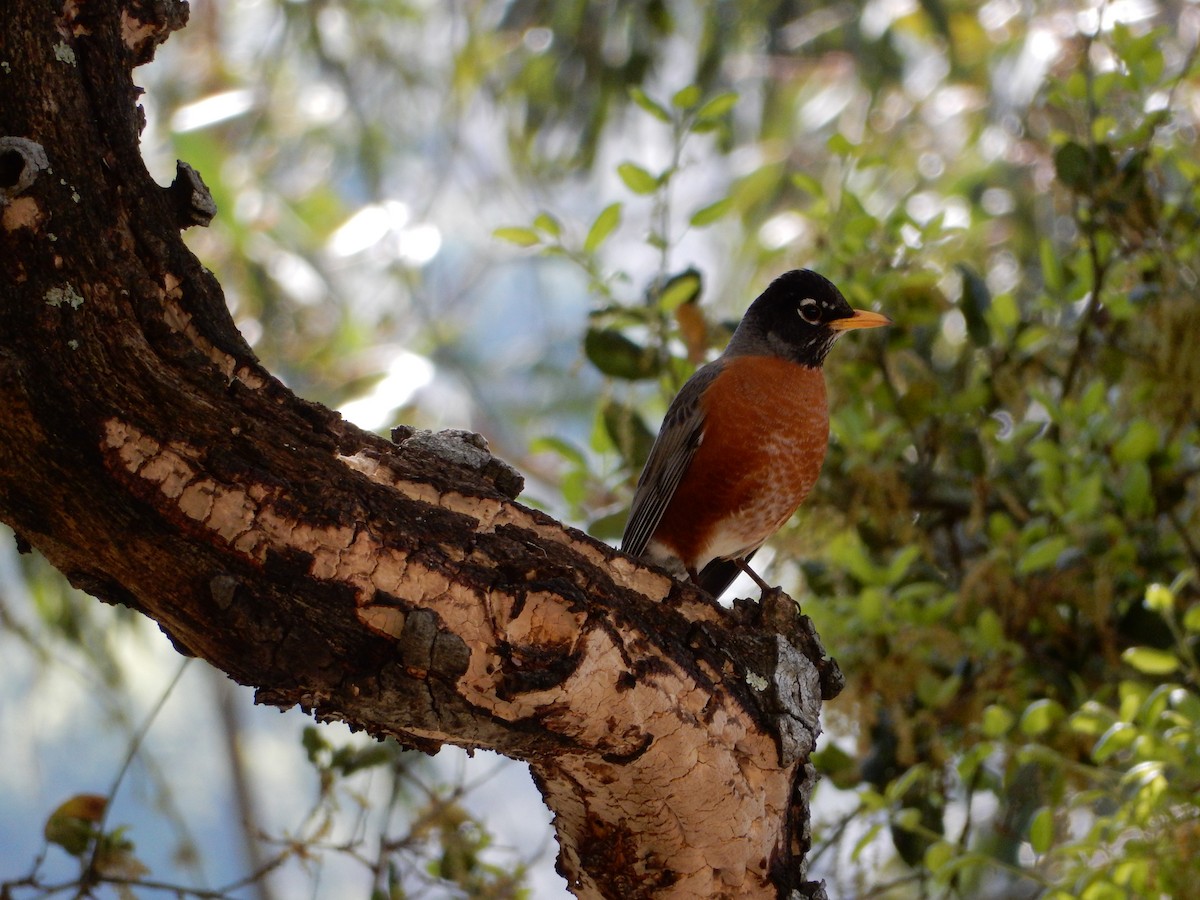 American Robin - K Eglowski