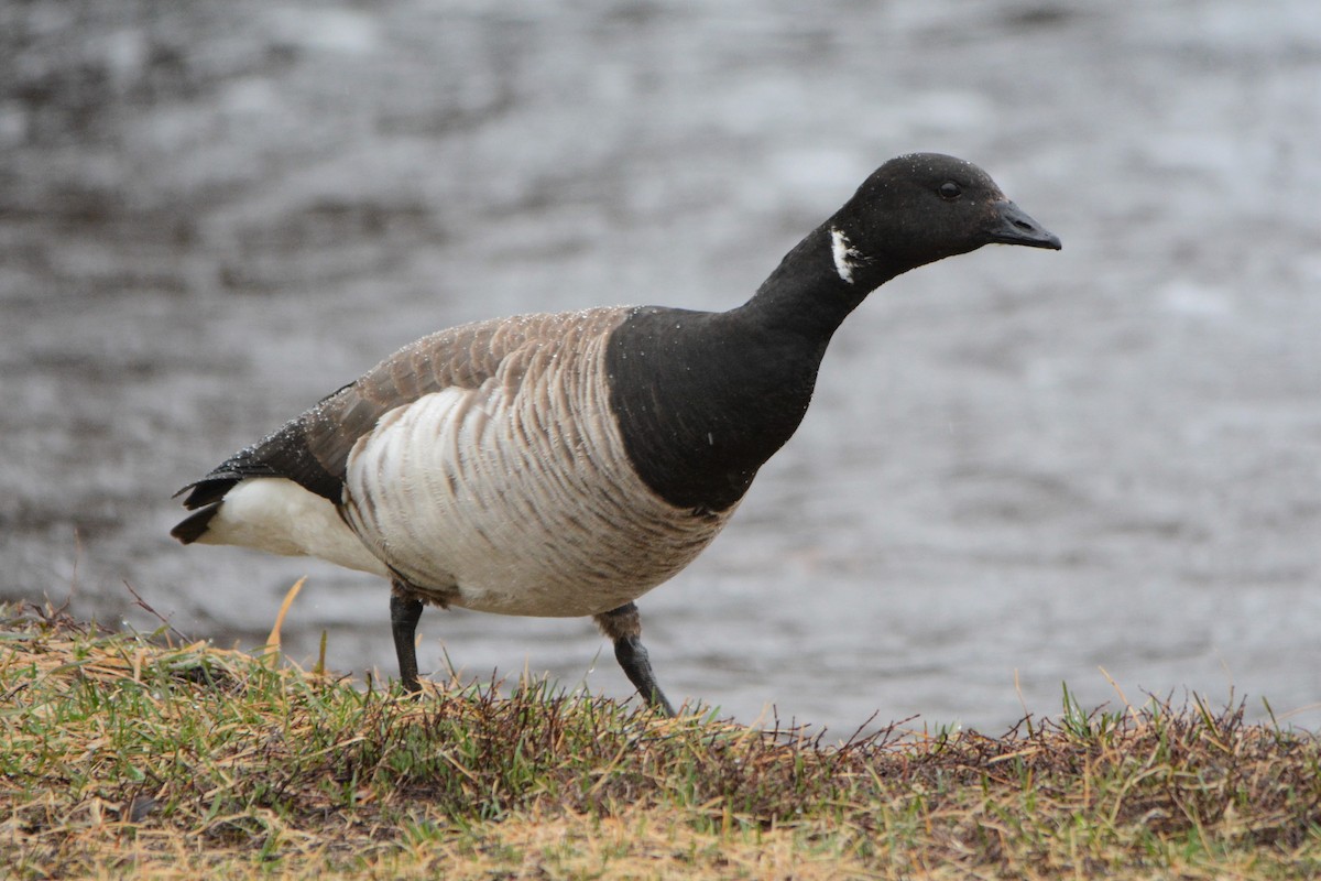 Barnacla Carinegra - ML152288401