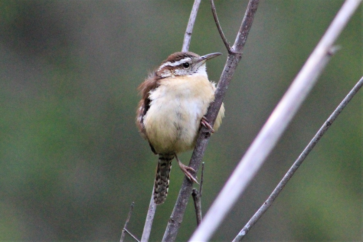 Carolina Wren - ML152288641