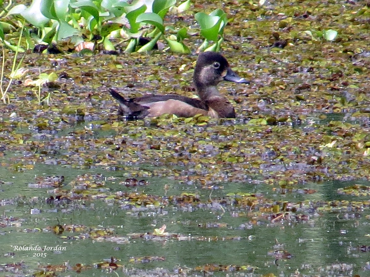 Ring-necked Duck - ML152288681