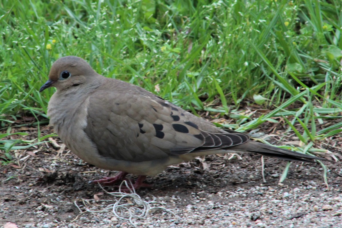 Mourning Dove - Clint Robinson