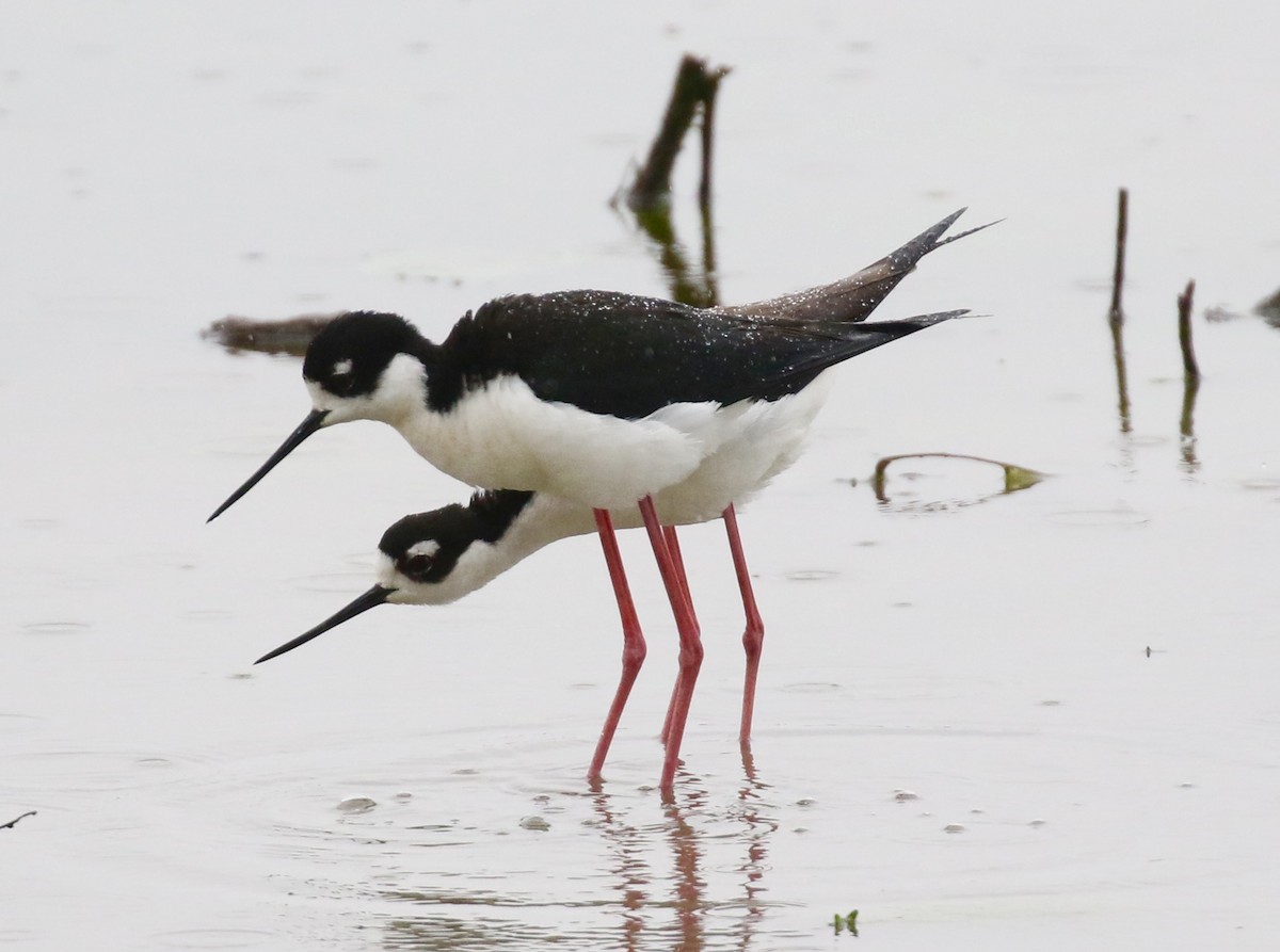 Black-necked Stilt - ML152289301