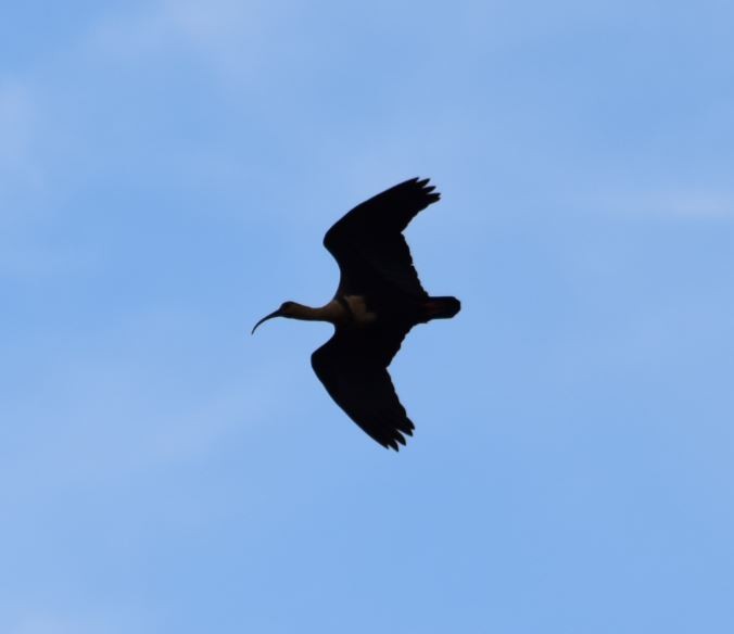 Black-faced Ibis - ML152289521