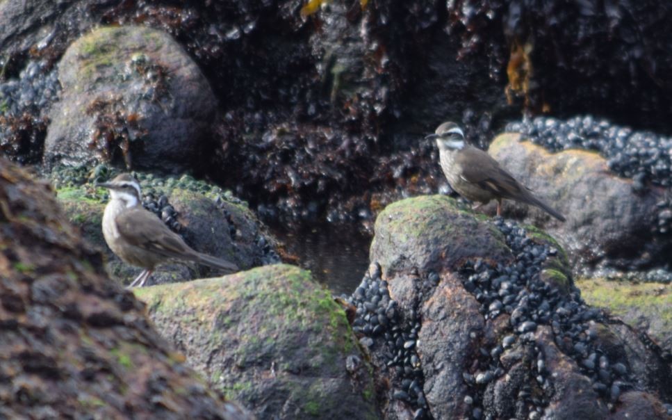 Remolinera Araucana - ML152289641