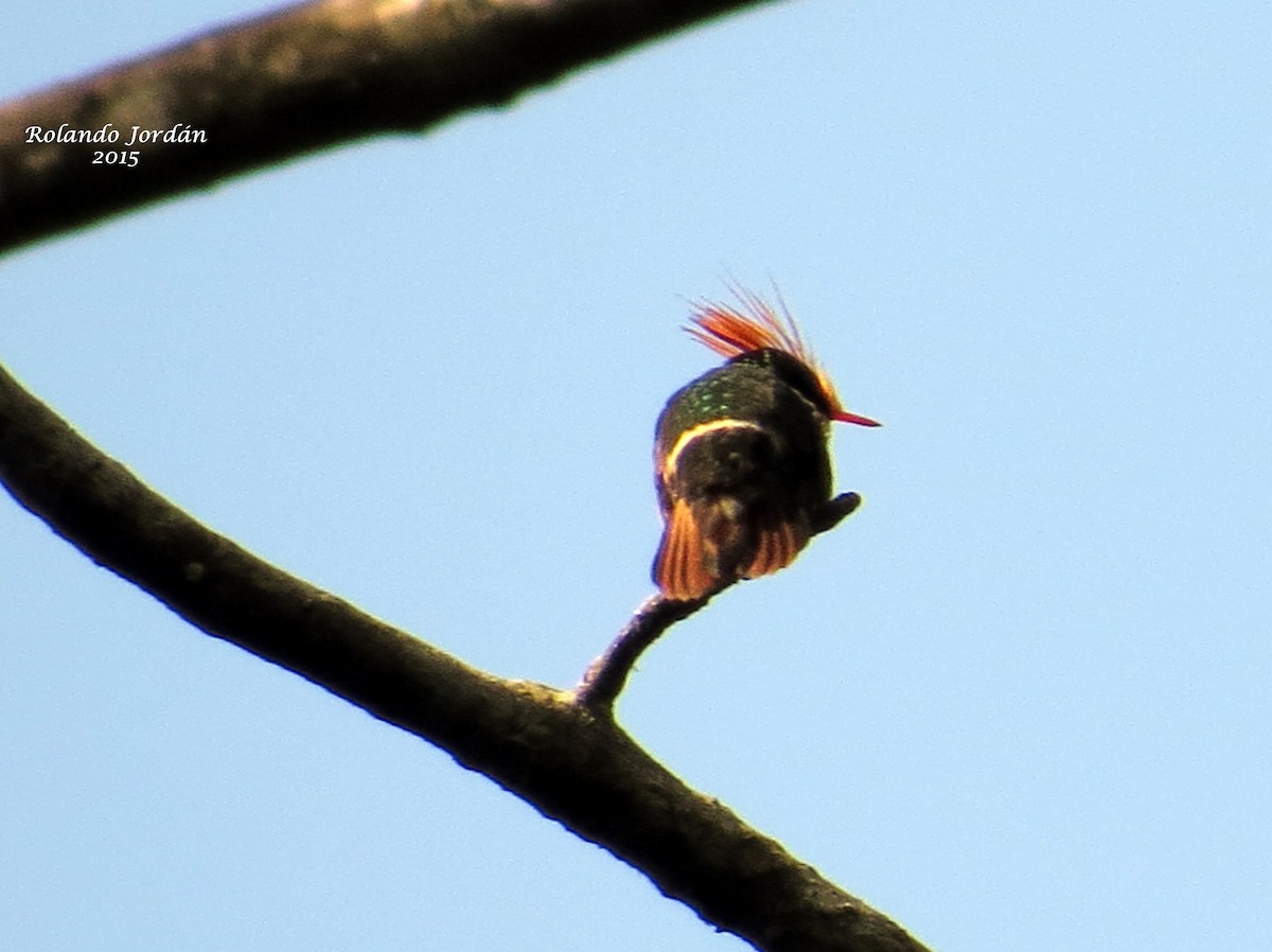 Rufous-crested Coquette - ML152289851