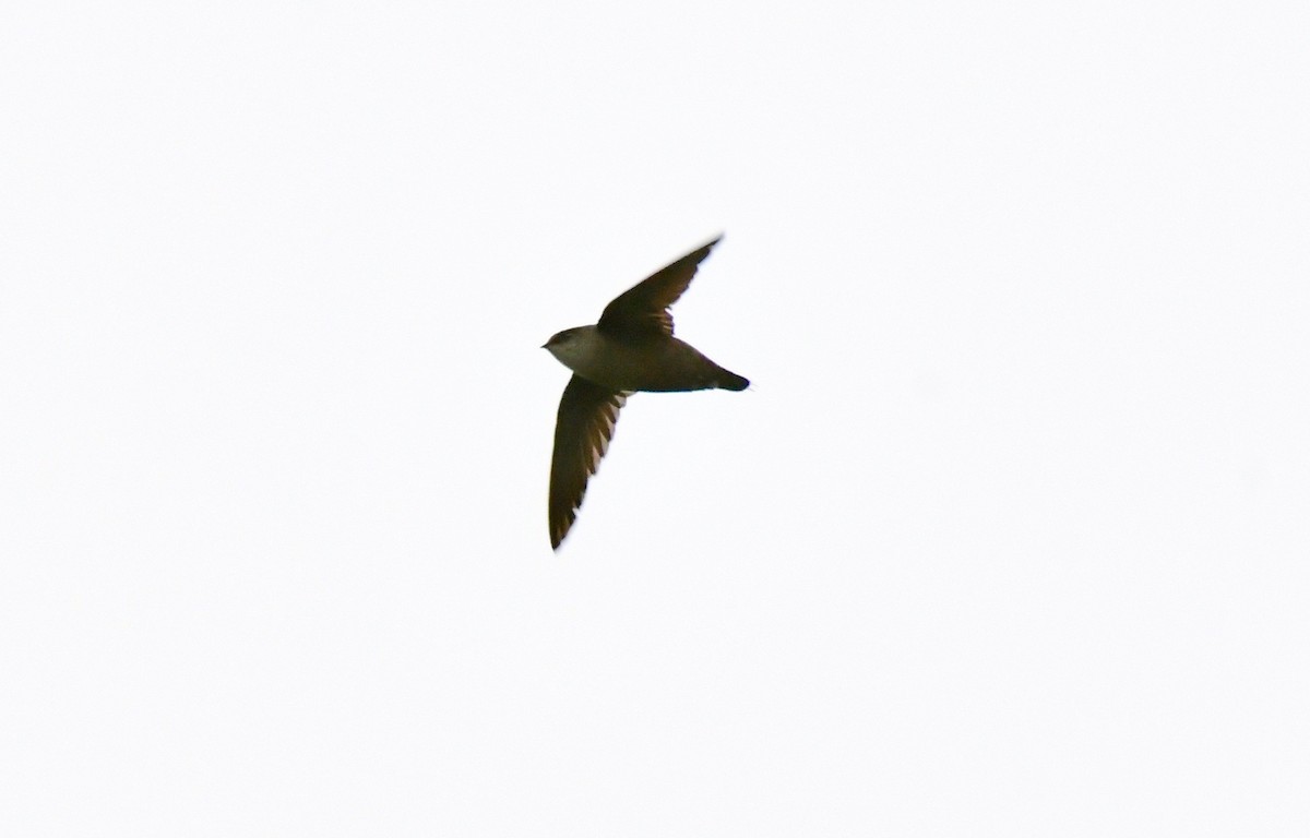 Vaux's Swift - ML152291371