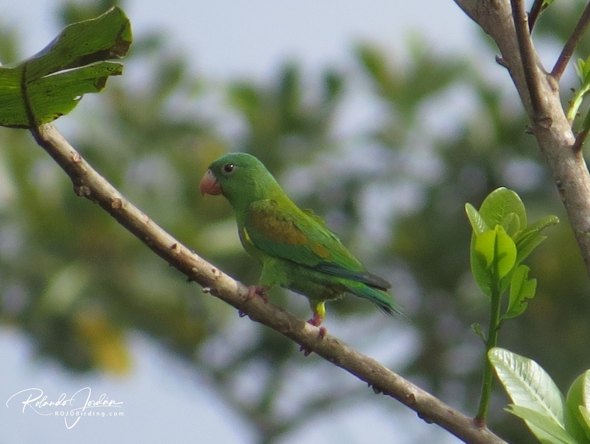 Orange-chinned Parakeet - ML152291541