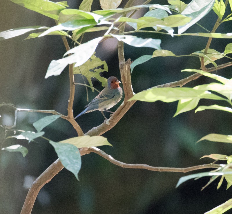 Painted Bunting - ML152291611