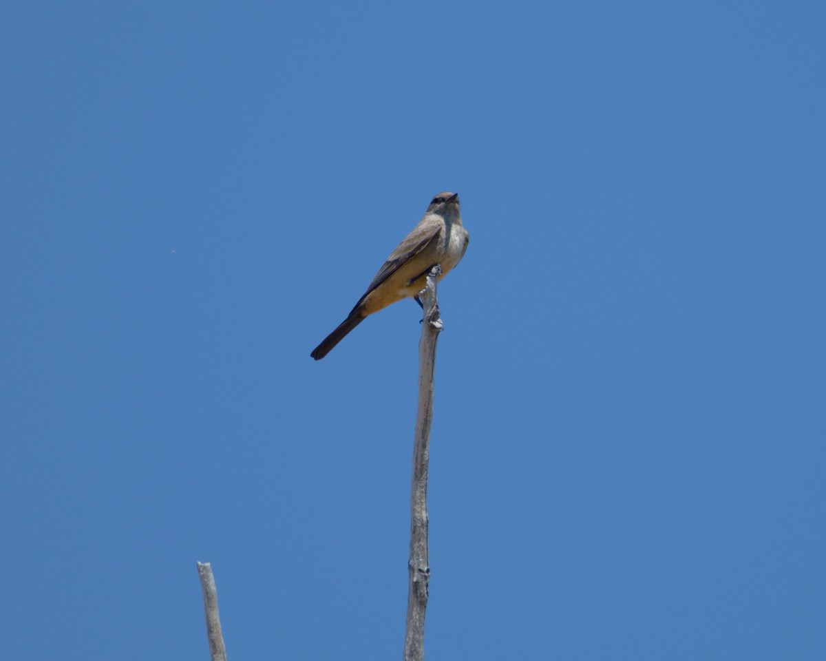 Say's Phoebe - Ernest Crvich