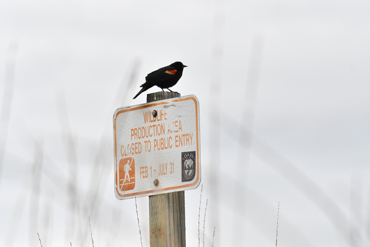 Red-winged Blackbird - ML152291691